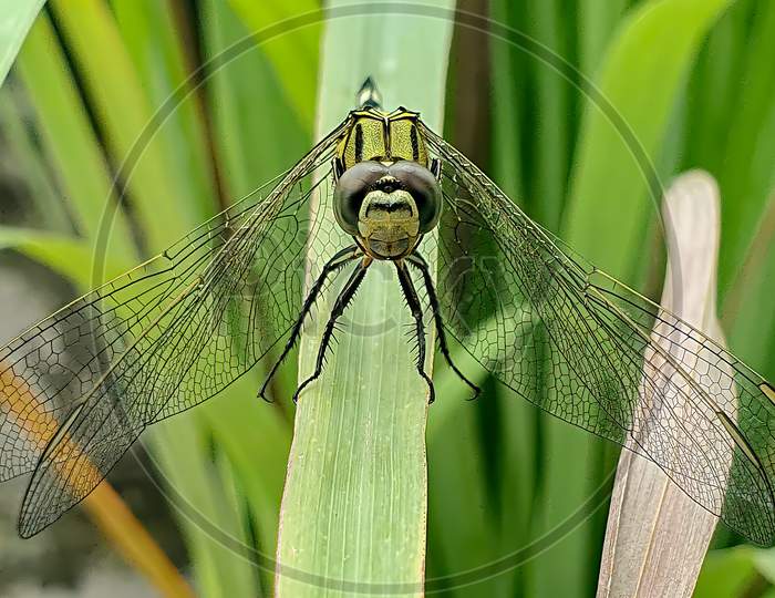 Dragon Fly Front View