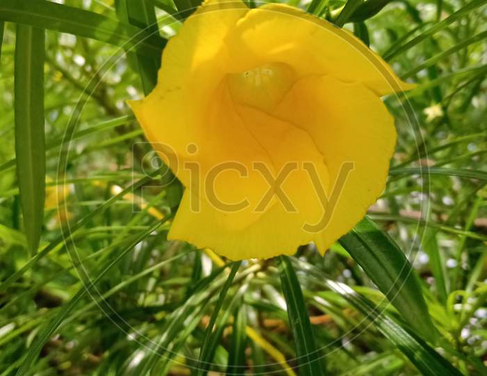 Yellow flower karen