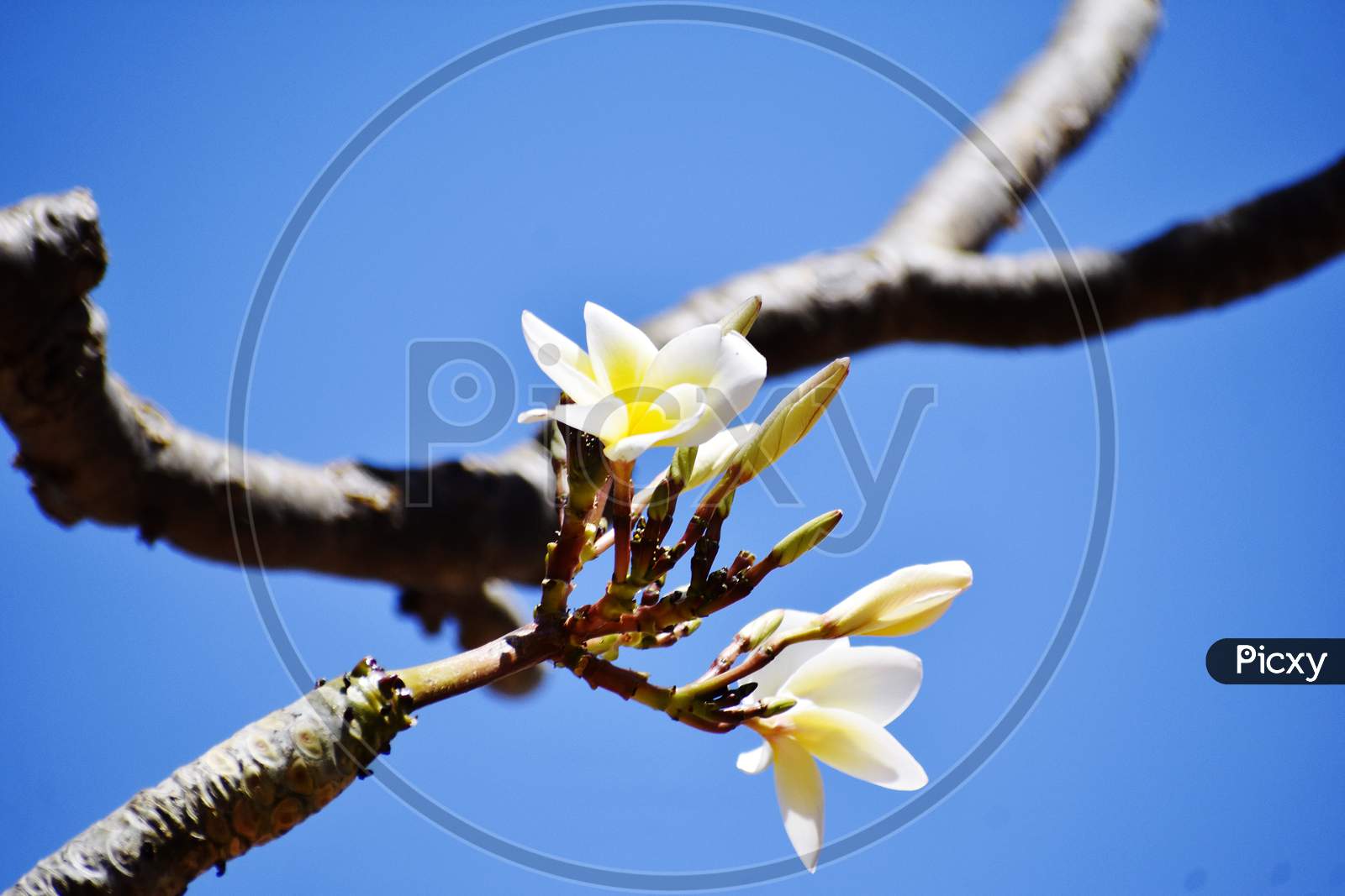 Bunch Of White Flowers Against Blue Sky