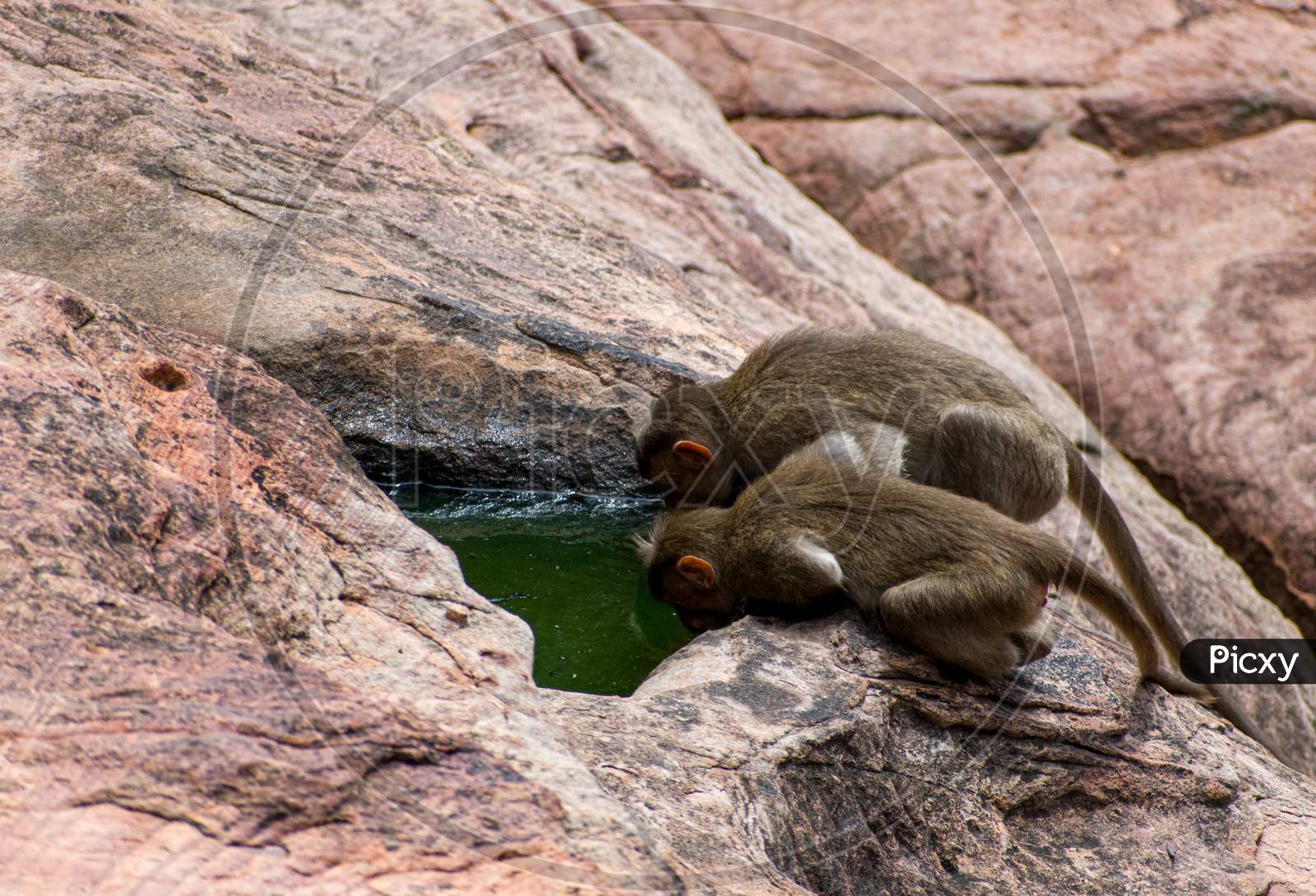 Two thirsty monkeys drinking water, deposited on the water holes in a Rocky surface during summer.