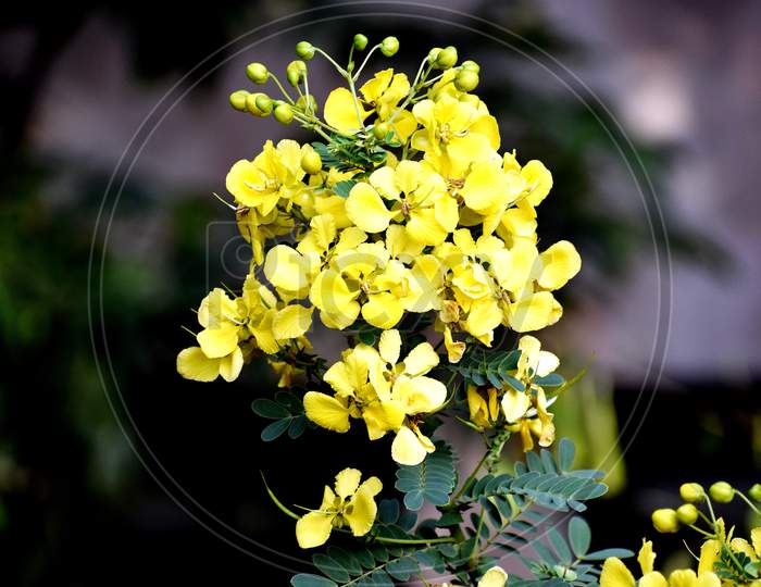 Bunch Of Yellow Flower