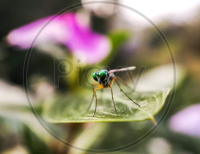 Beautiful colourful fly macro photography
