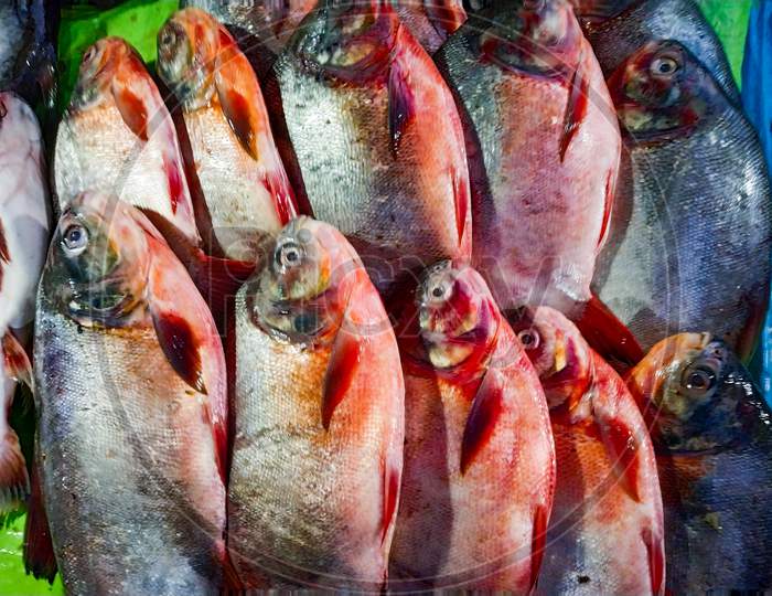 Fisah For Sale Available In Fish Market