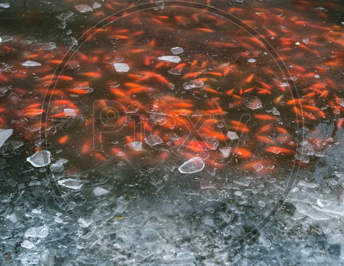 Koi Fish Swimming Under A Frozen Surface Of A Pond In Japanese Garden