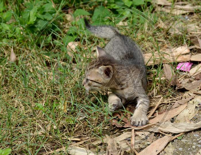 The Brown Color Kitten With Grass Plant In The Forest.