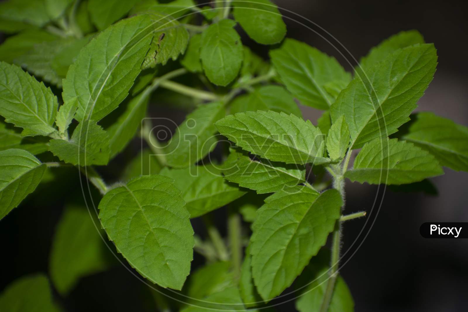 Tulsi Or Ocimum Sanctum, Also Known As Holy Basil, Is A Medicinal Herb Used In Ayurveda, A Form Of Alternative Medicine That Originated In India