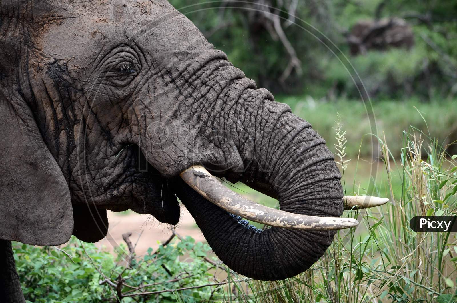 Old Elephant of the African Savannah