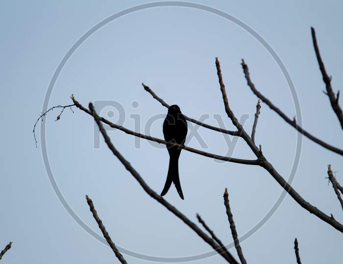 Black Drongo Sitting On Branch Of Tree Selective Focus Isolated Background