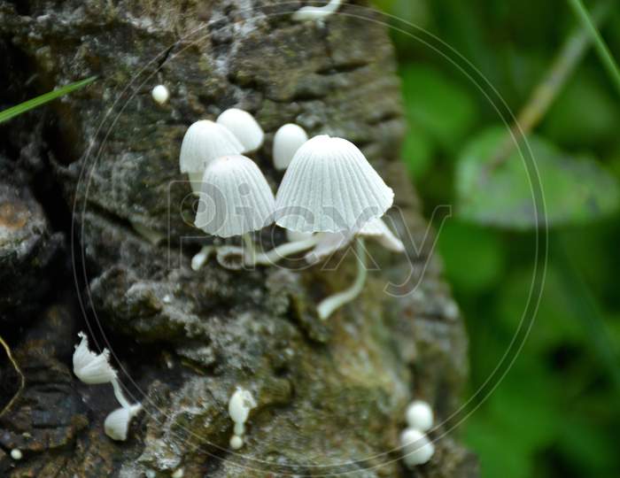 The White Color Jungle Mushroom Soil Heap On The Old Tree.