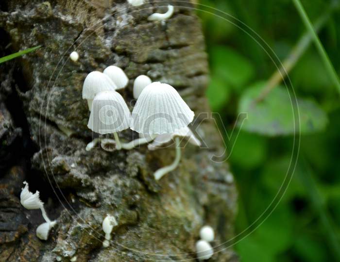 The White Color Jungle Mushroom Soil Heap On The Old Tree.