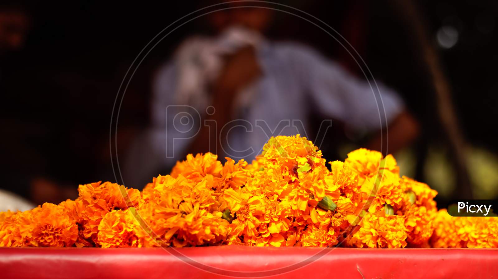 Marigold flowers with selective focus on the subject and blurred background