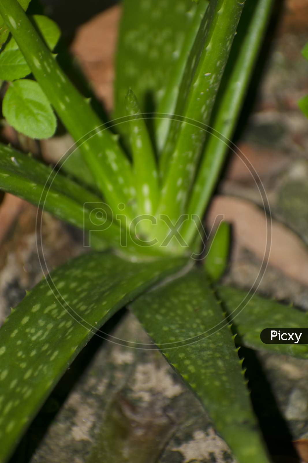 The Texture Of A Aloe Vera Leaves