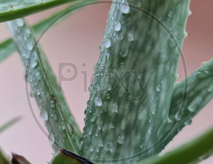 Aloevera leaves with water dropslets