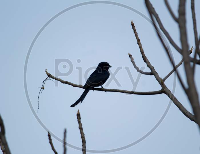 Black Drongo Sitting On Branch Of Tree Selective Focus Isolated Background