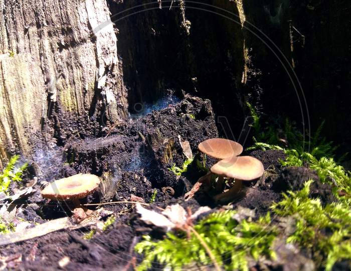 Champignon mushroom,mushroom,natural landscape,medicinal mushroom ,fungus ,agaricus