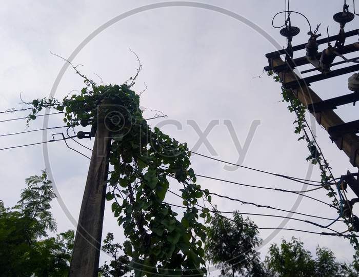 Plants & Vine On Electric Pole Selective Focus