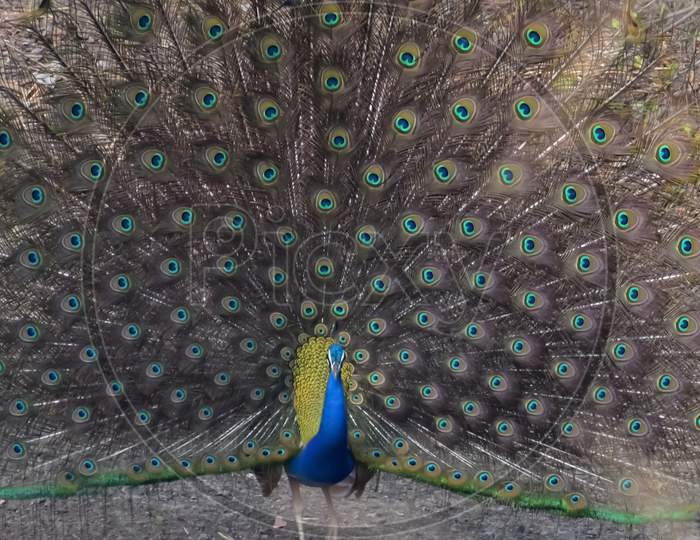 A peacock with its feathers wide open