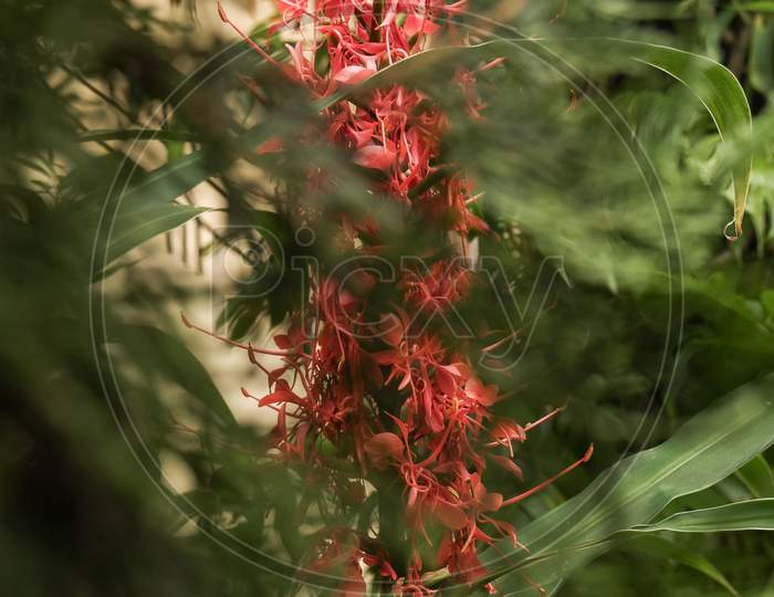 A Red Flowering Plant