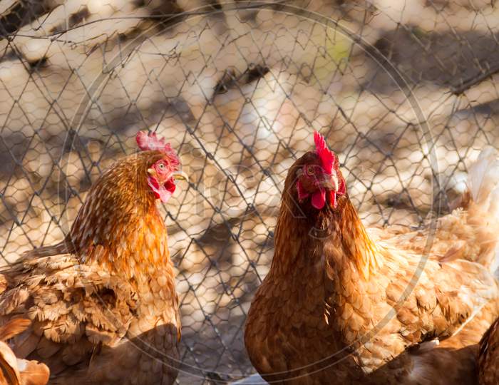 Group Of Assorted Chickens In The Chicken Coop With Unfocused Background