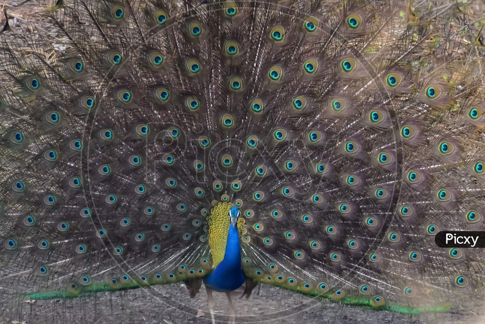 A peacock with its feathers wide open