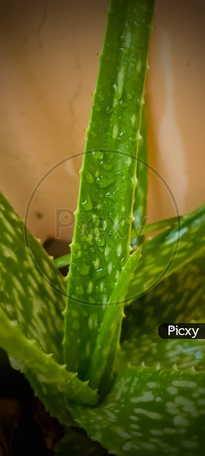 Aloevera leaf with water dropslets