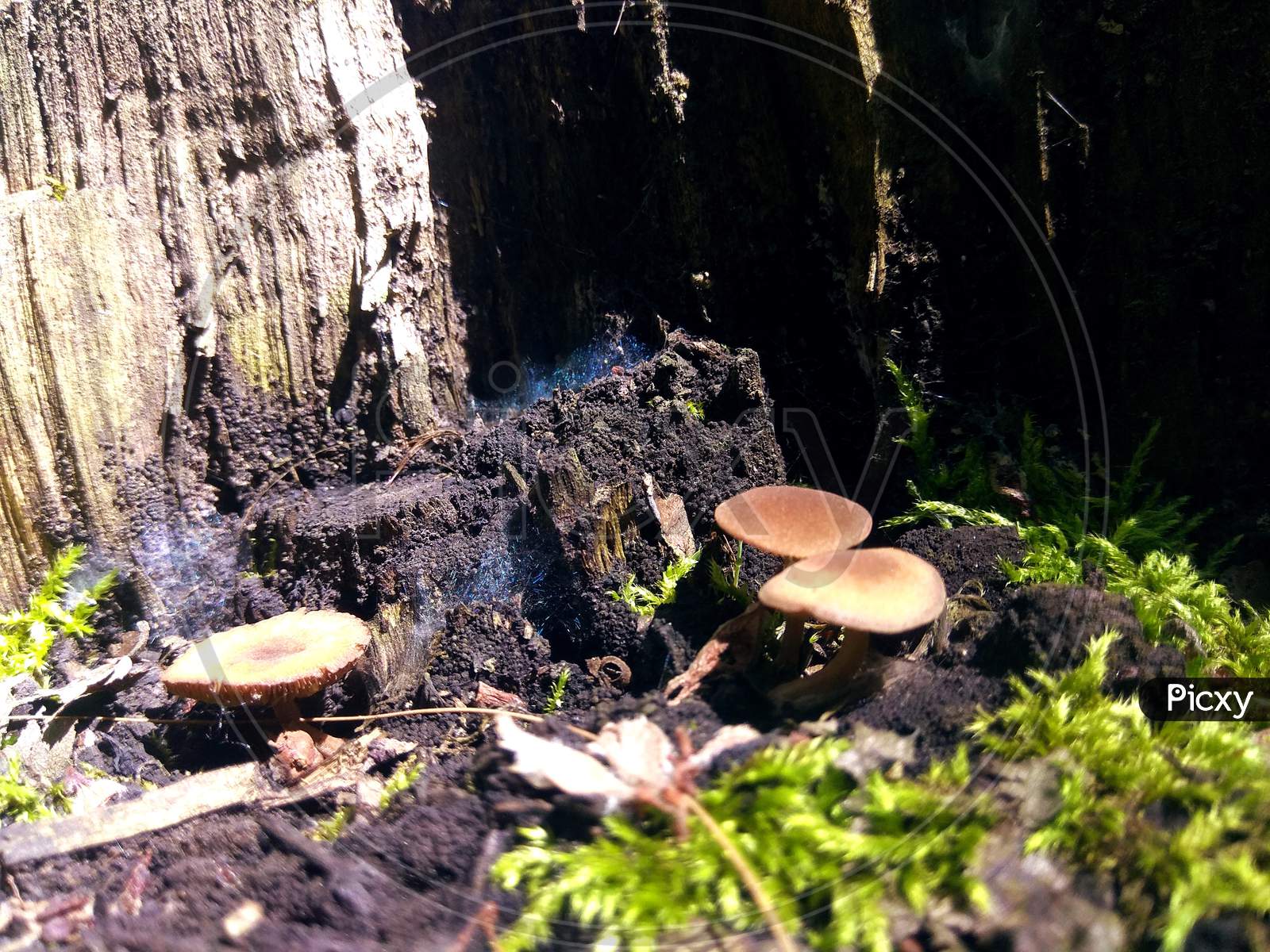 Champignon mushroom,mushroom,natural landscape,medicinal mushroom ,fungus ,agaricus