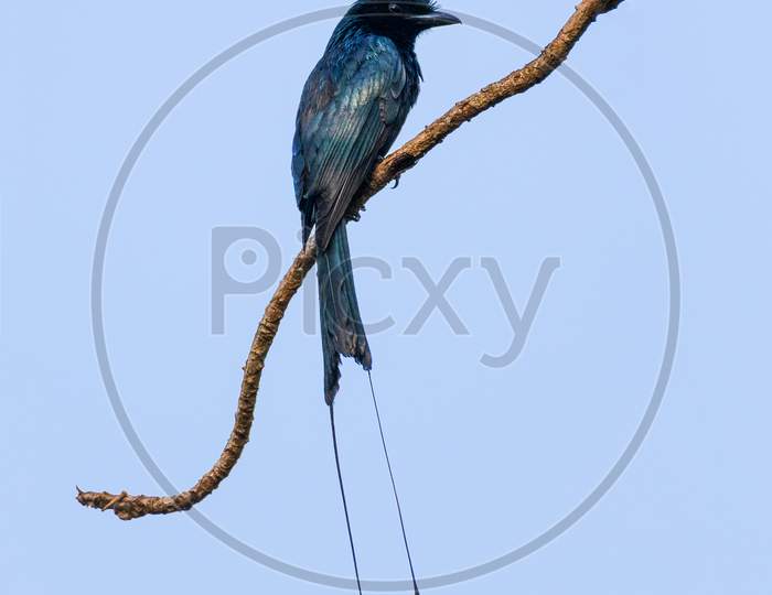 Greater Racket-Tailed Drongo On A Perch