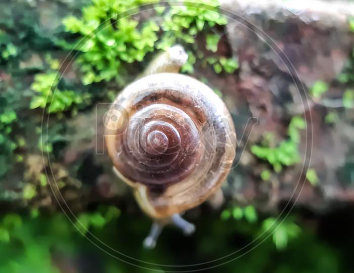 There Is A Snail Standing On The Green Grass In The Garden And The Light Is Being Reflected.