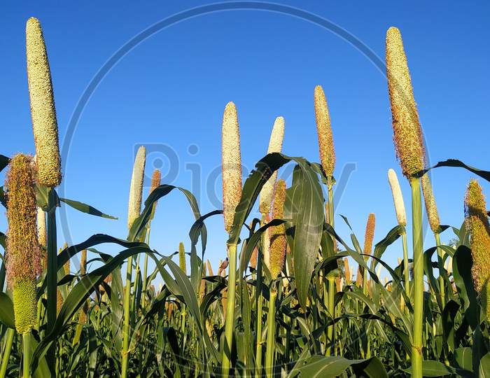 Millet Field With Blue Sky Background