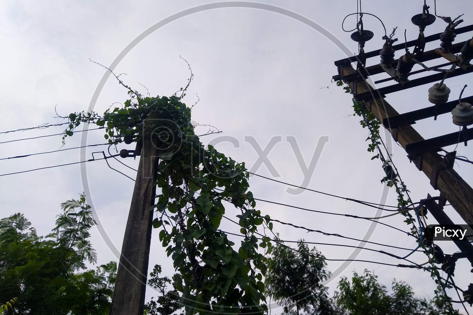 Plants & Vine On Electric Pole Selective Focus