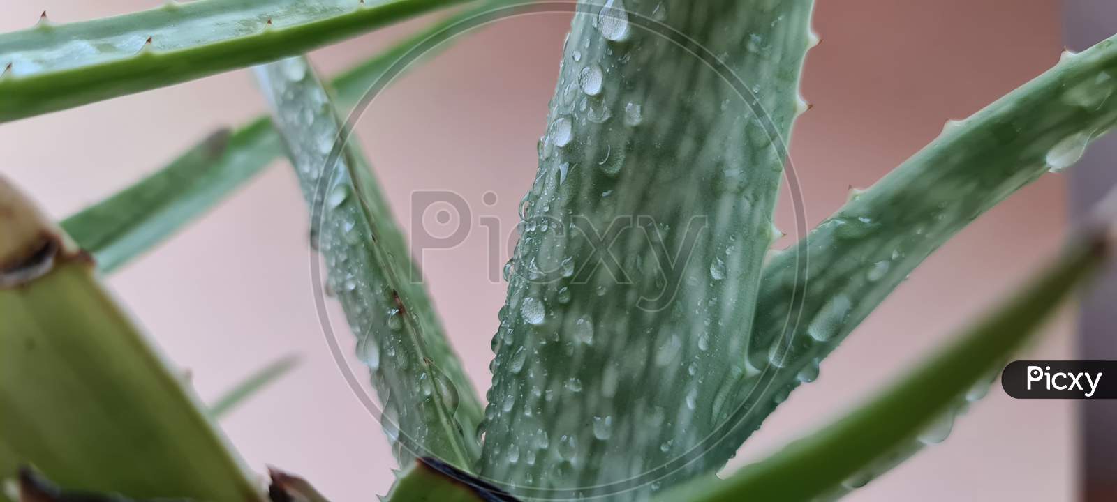 Aloevera leaves with water dropslets