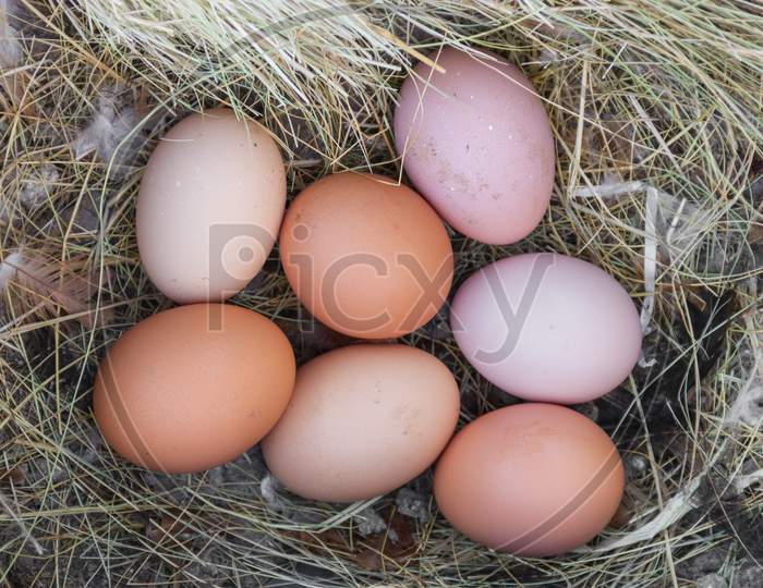 Nest Of Chicken Eggs In The Chicken Coop On The Farm