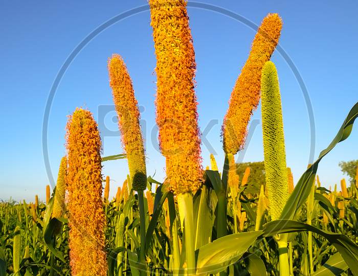 Millet Flowers On A Blue Background