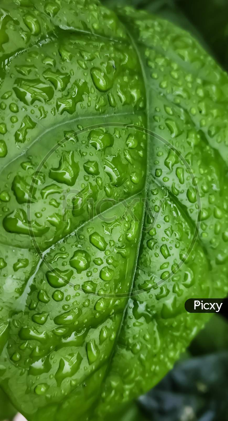 A green leaf with rain water droplets on it