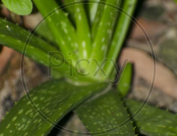 The Texture Of A Aloe Vera Leaves