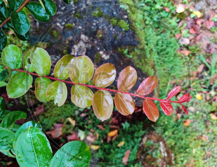 Crepe-myrtle leaves