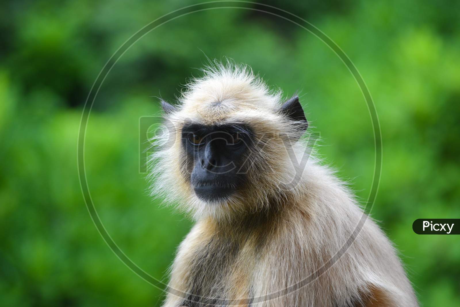 Close-up of a monkey sitting on a natural background