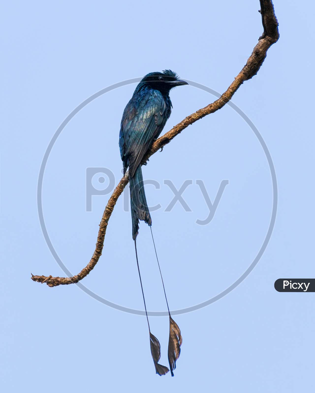 Greater Racket-Tailed Drongo On A Perch