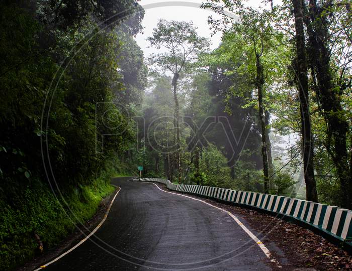 A Mountain Forest Road