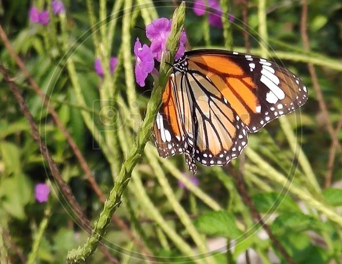 A butterfly sitting on a flower to help pollination from one flower to other