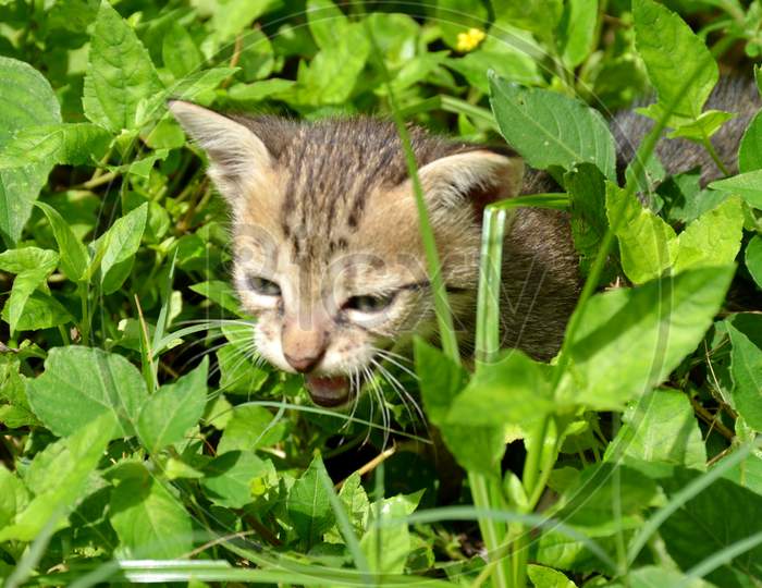 The Brown Color Kitten With Grass Plant In The Forest.