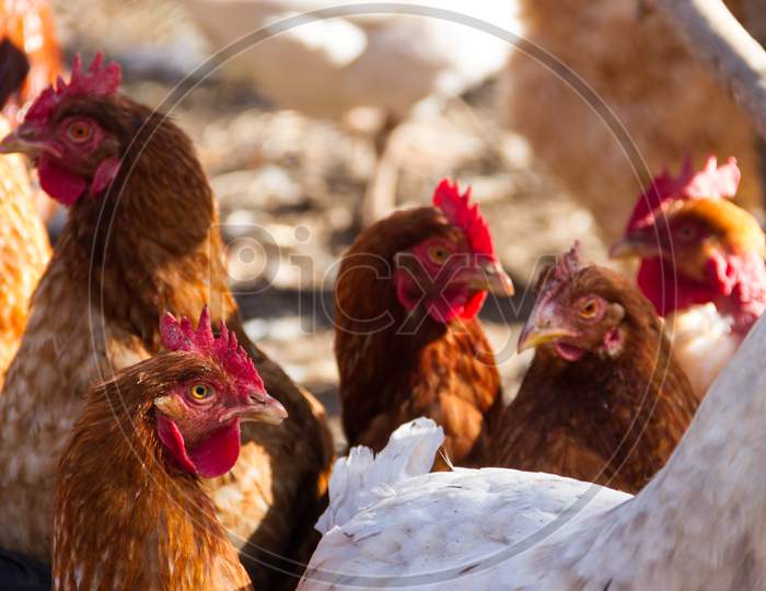 Group Of Assorted Chickens In The Chicken Coop With Unfocused Background