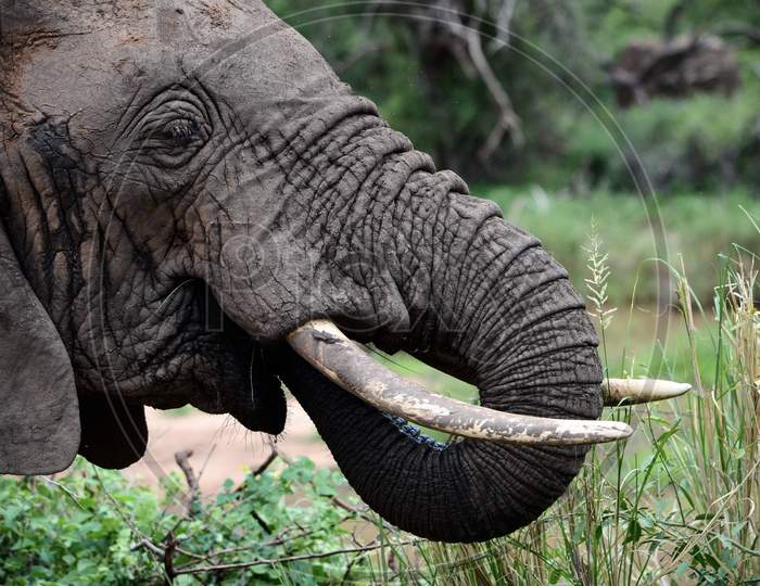 Old Elephant of the African Savannah