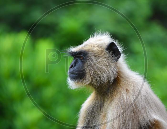 Close-up of a monkey sitting on a natural background
