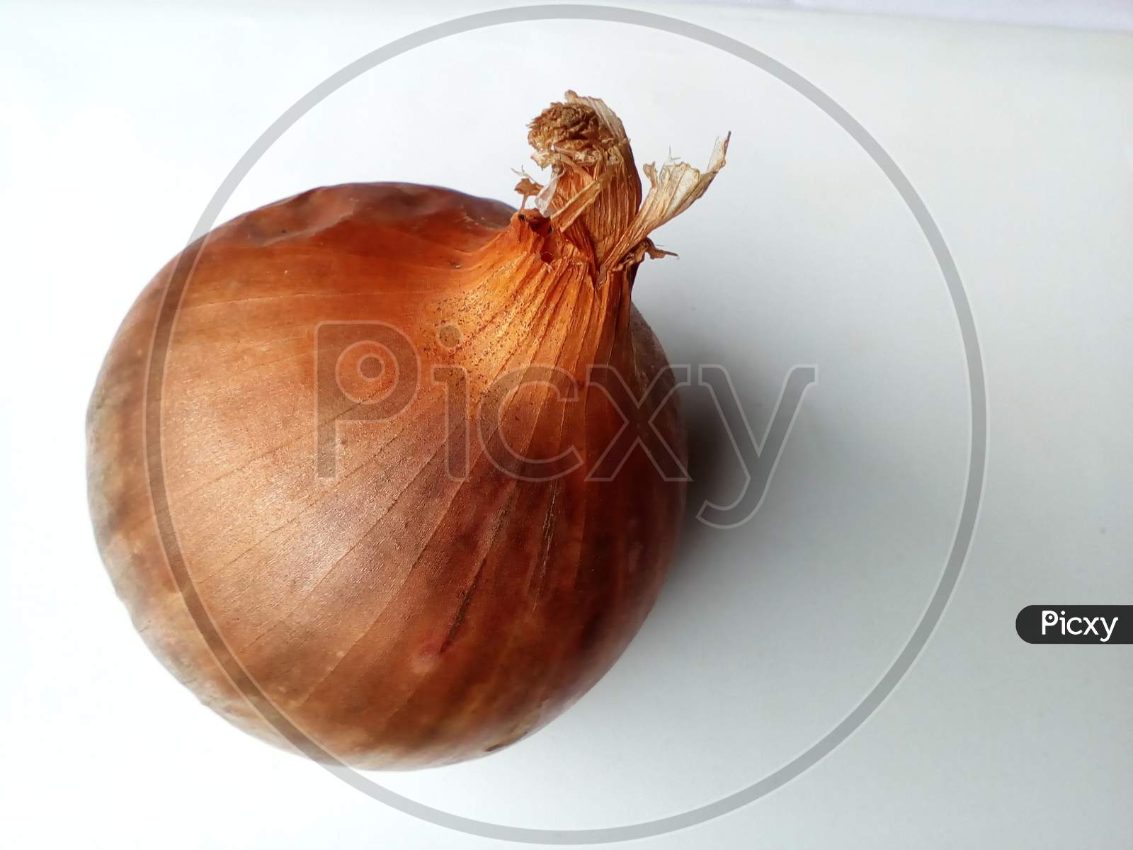 a one whole onion background white