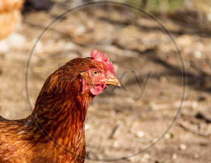Portrait Of Red Hen In The Chicken Coop On The Farm