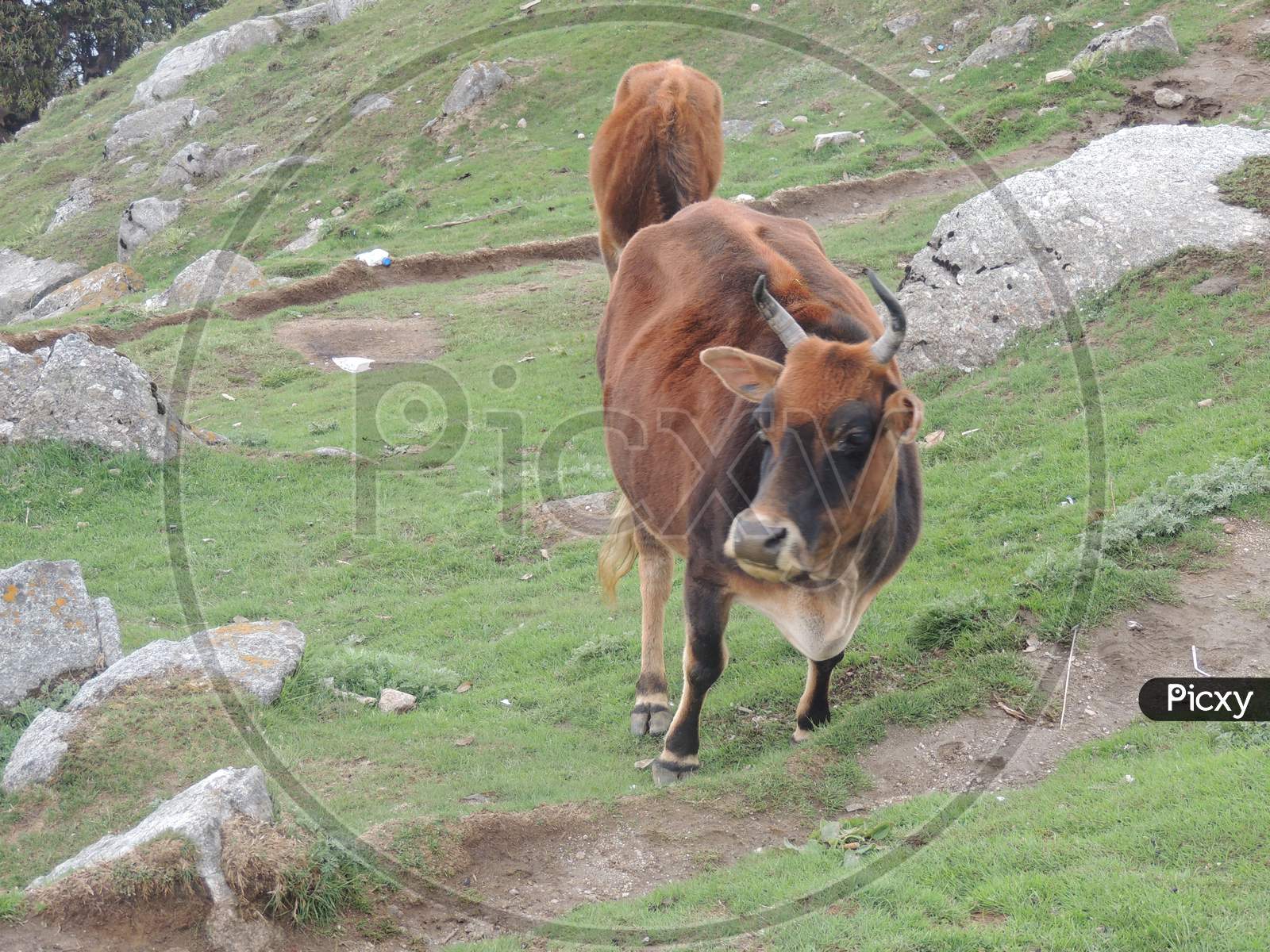 A cow grazing in the mountains