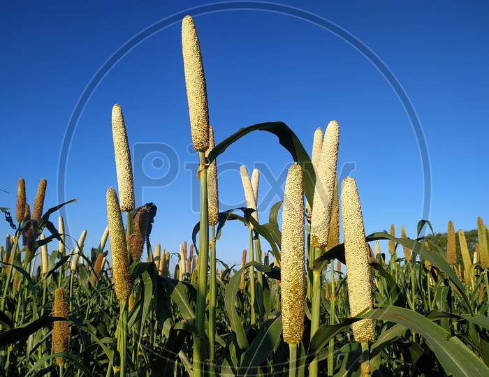 Millet Ears Growing On A Blue Background
