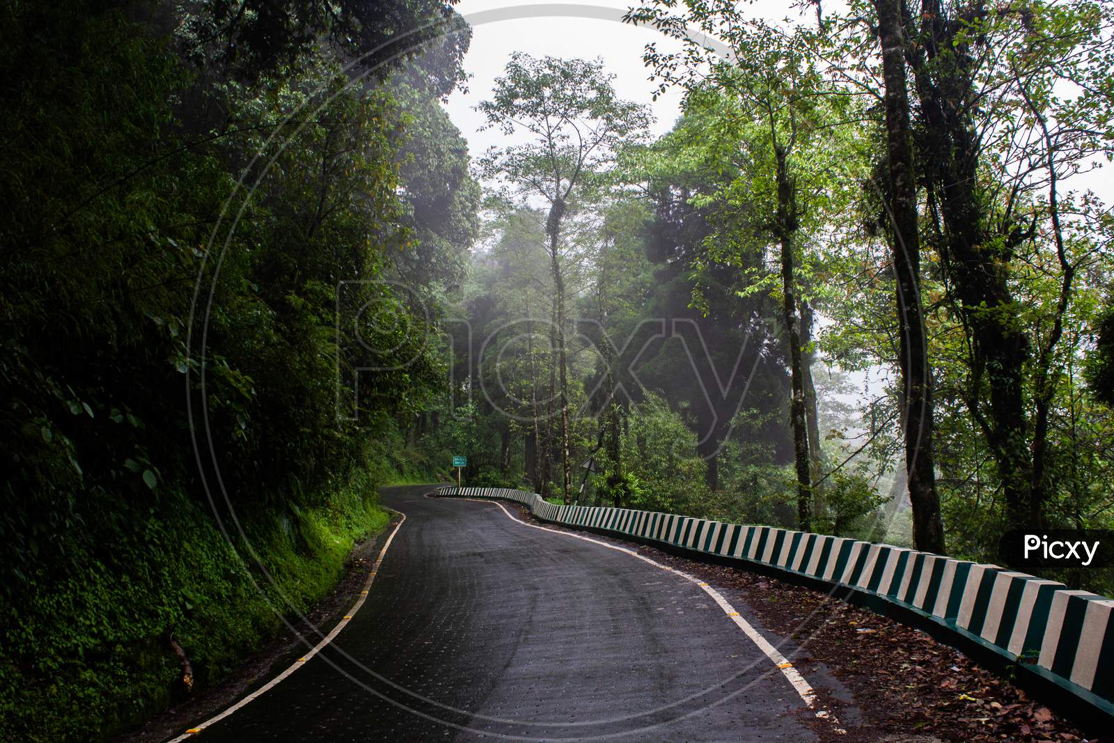 A Mountain Forest Road