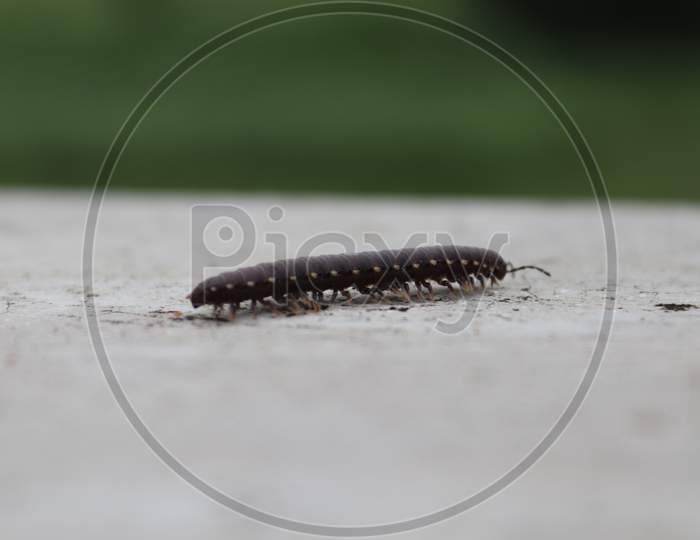 Small Worm Walking on the Wall